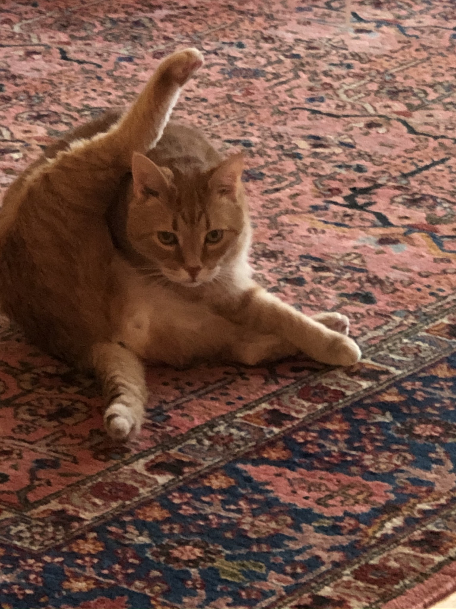 A cat in an indiscreet pose.